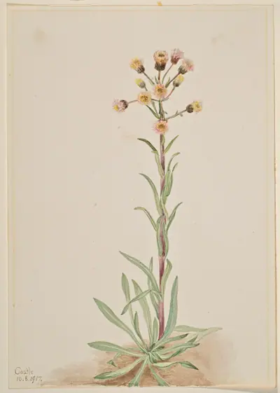 Tall Fleabane (Erigeron acris)