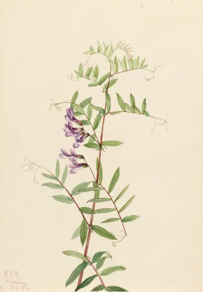 American Vetch (Vicia americana)