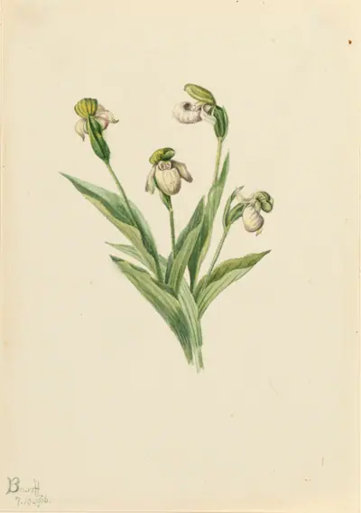 Northern Lady's Slipper (Cypripedium passerinum)