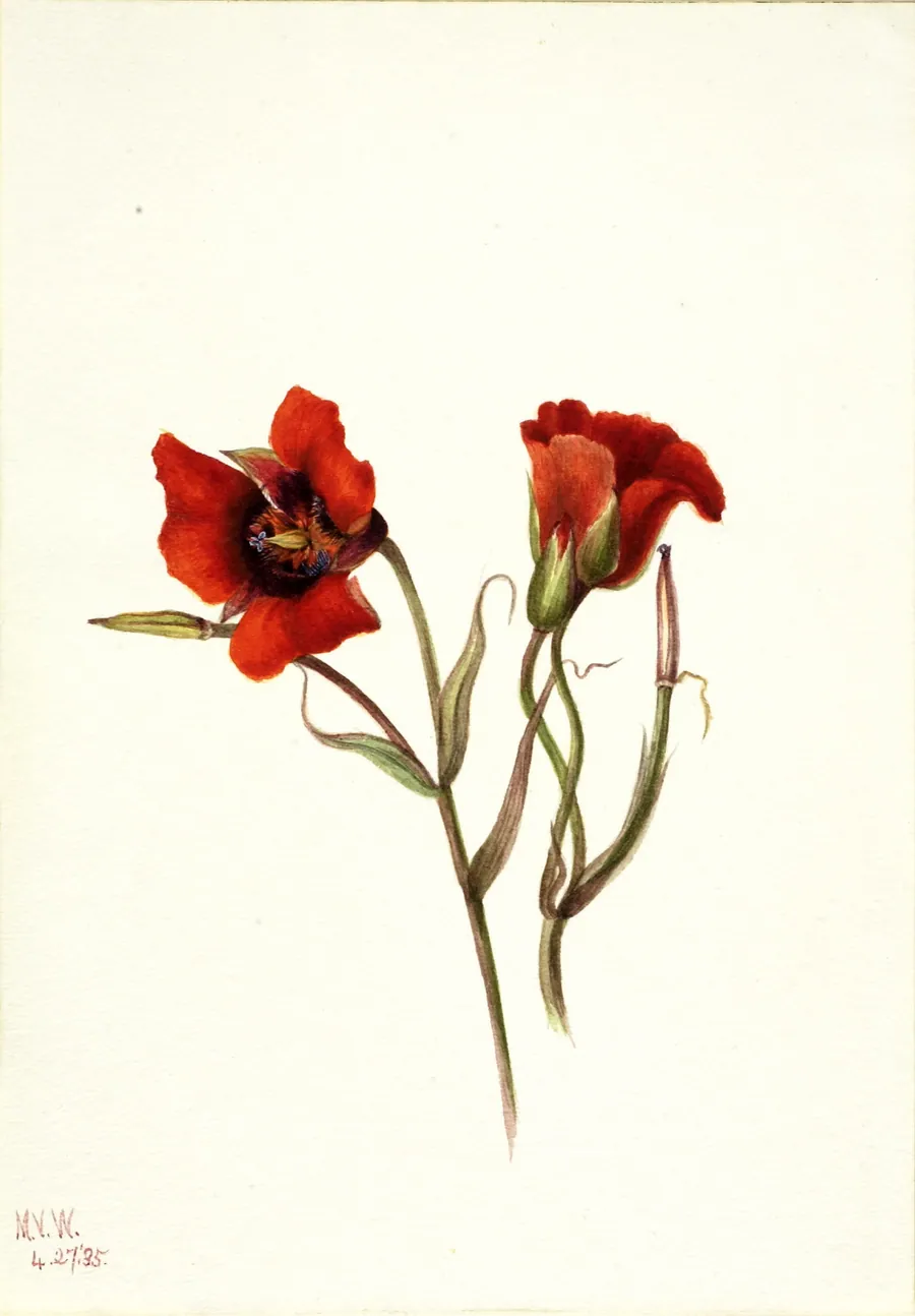 Desert Mariposa (Calochortus kennedyi) by Mary Vaux Walcott, born Philadelphia, PA 1860-died St. Andrews, New Brunswick, Canada 1940