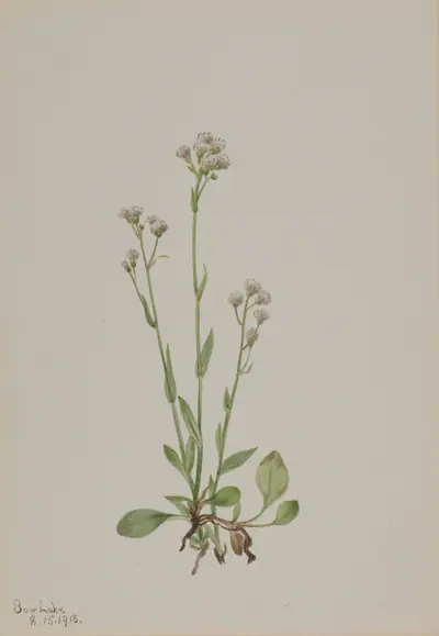 Pussy-Toes (Antennaria racemosa)