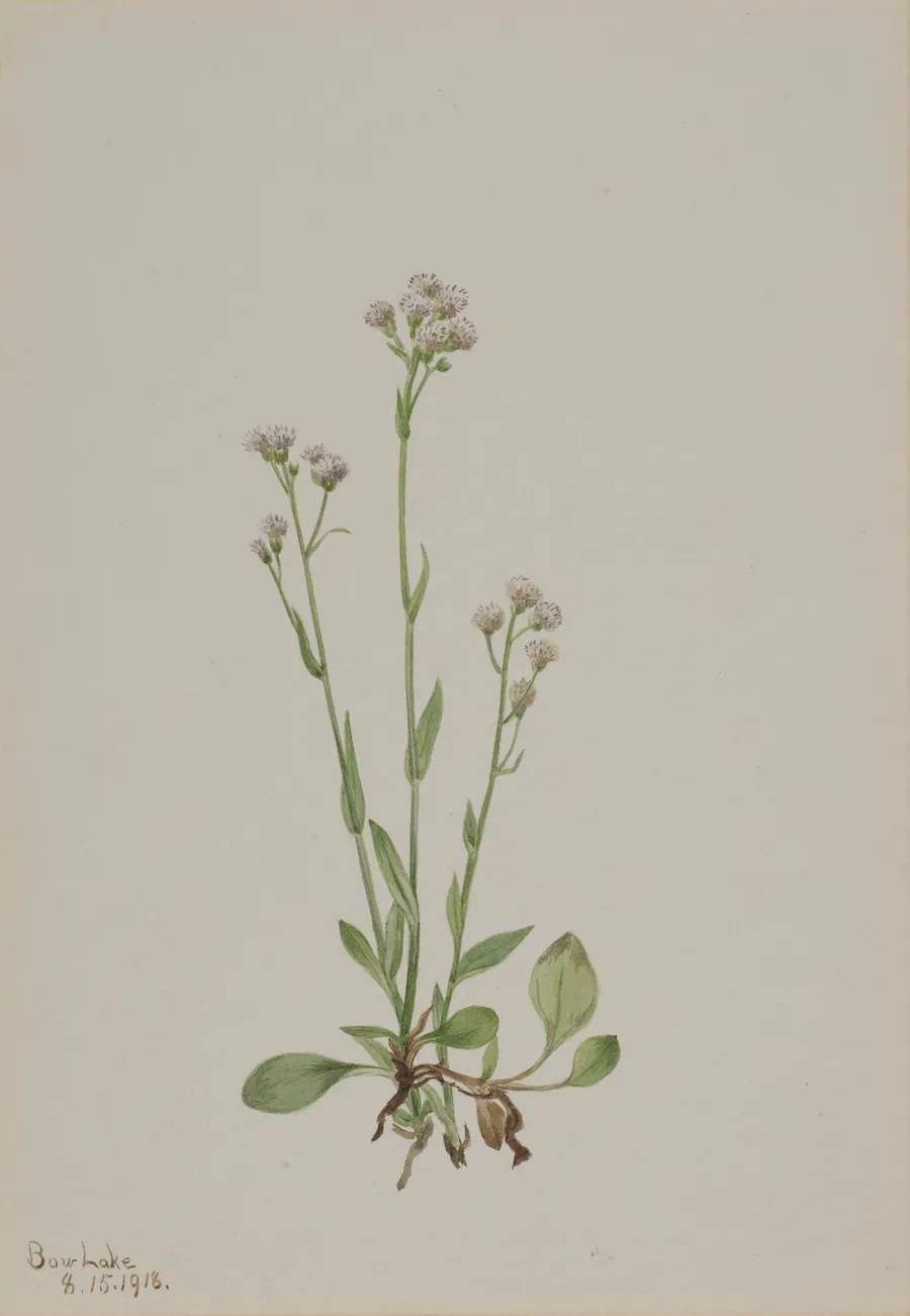 Pussy-Toes (Antennaria racemosa) by Mary Vaux Walcott, born Philadelphia, PA 1860-died St. Andrews, New Brunswick, Canada 1940