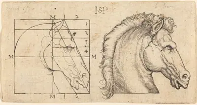 Profile Study of Two Horse Heads