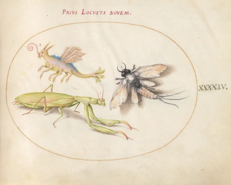 Plate 44: Mantis, Mayfly, and a Fictional Locust by Joris Hoefnagel