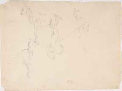 Studies of a Goat