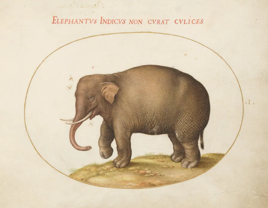 Plate 1: Elephant with Insects by Joris Hoefnagel