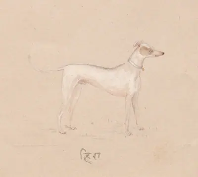 Hira