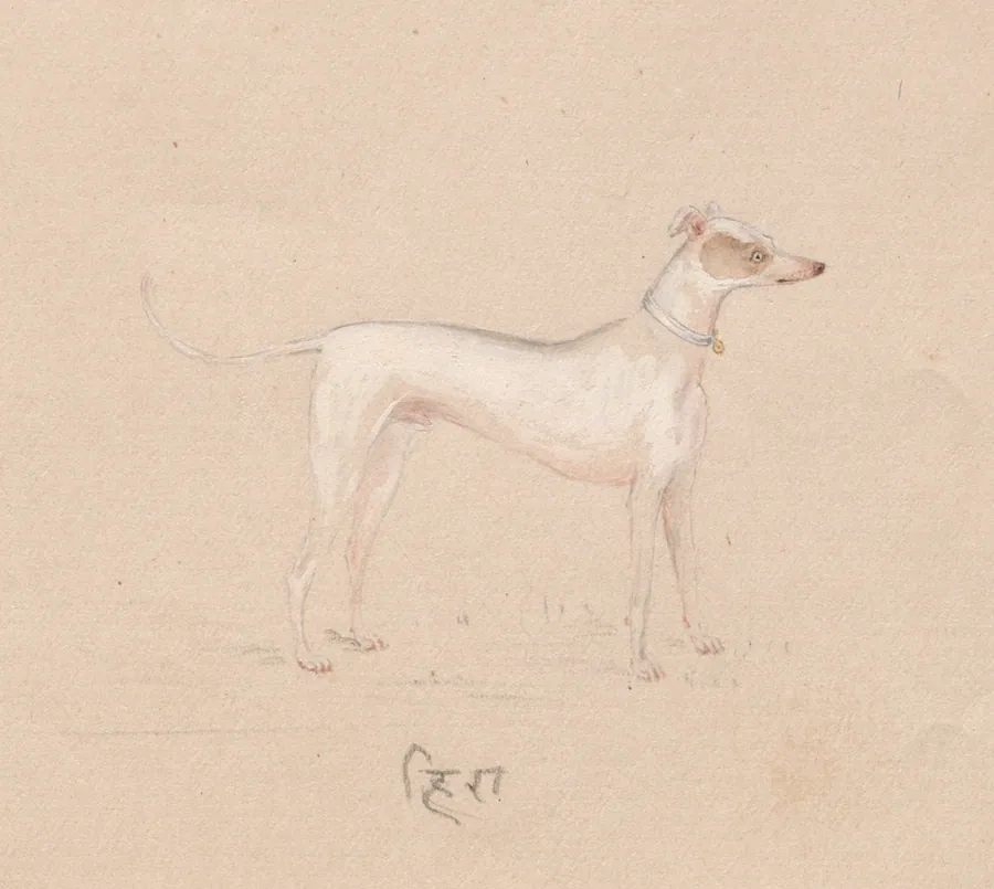 Hira