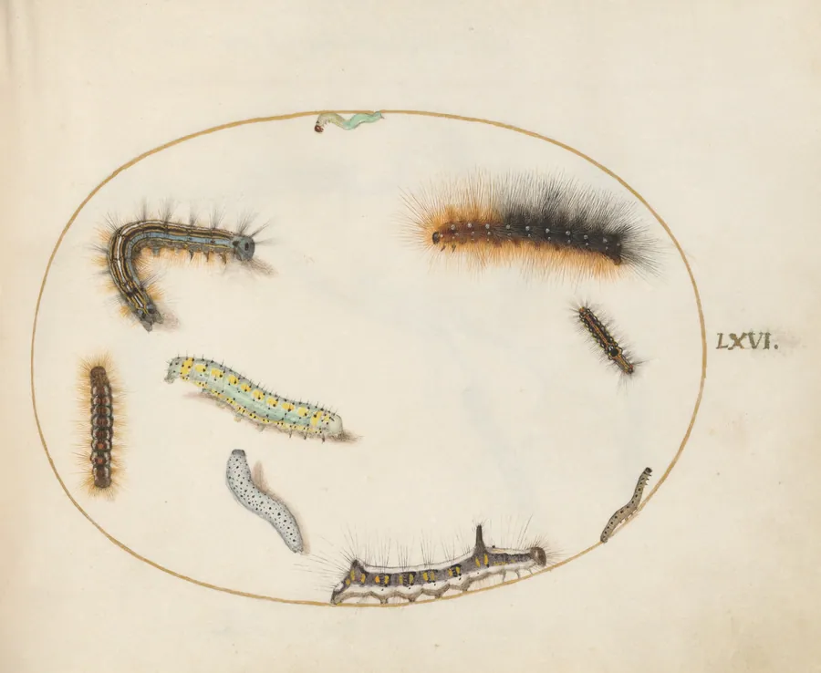 Plate 66: Lackey Moth Caterpillar, Figure of Eight Caterpillar, Grey Dagger Caterpillar, and Other Caterpillars by Joris Hoefnagel