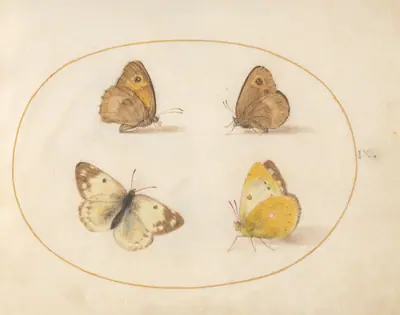 Plate 9: Meadow Brown, Gatekeeper, Clouded Yellow, and Bath White Butterflies