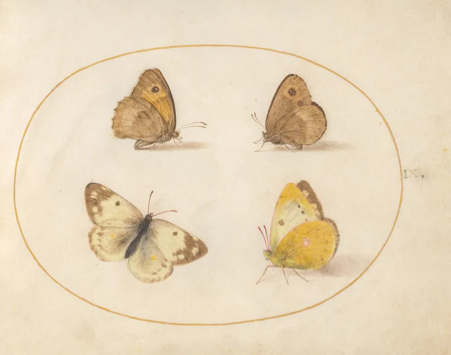 Plate 9: Meadow Brown, Gatekeeper, Clouded Yellow, and Bath White Butterflies by Joris Hoefnagel