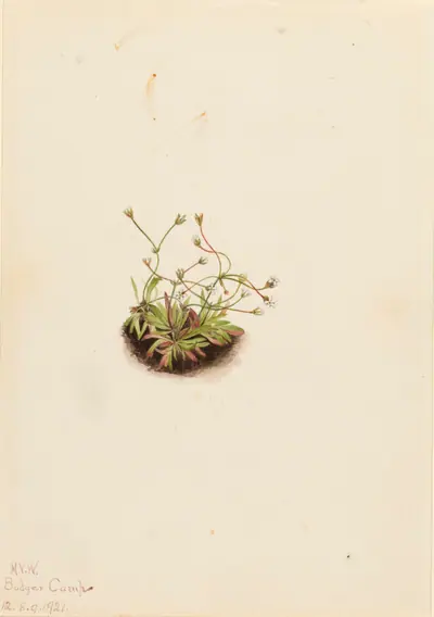 Pygmy Androsace (Androsace subumbellata)