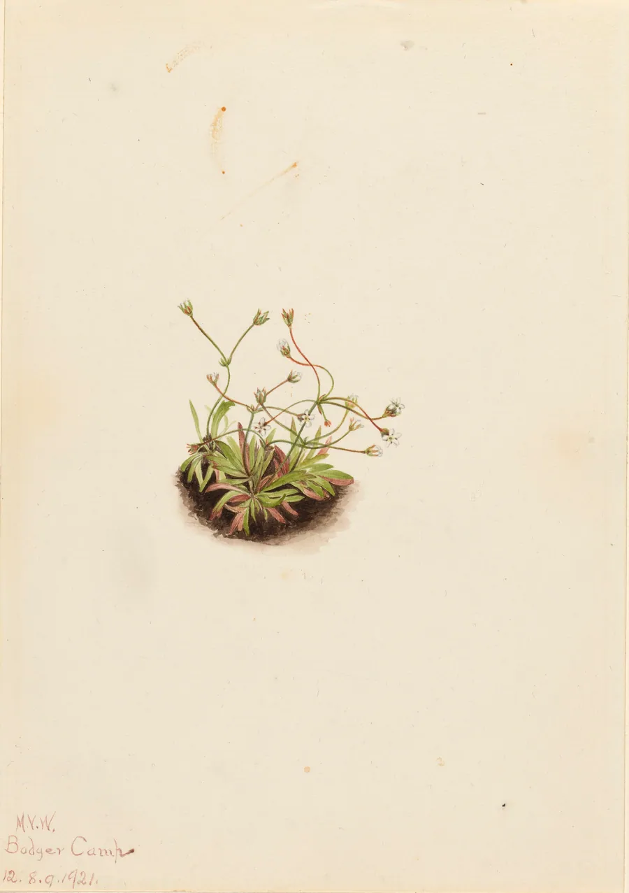 Pygmy Androsace (Androsace subumbellata) by Mary Vaux Walcott, born Philadelphia, PA 1860-died St. Andrews, New Brunswick, Canada 1940