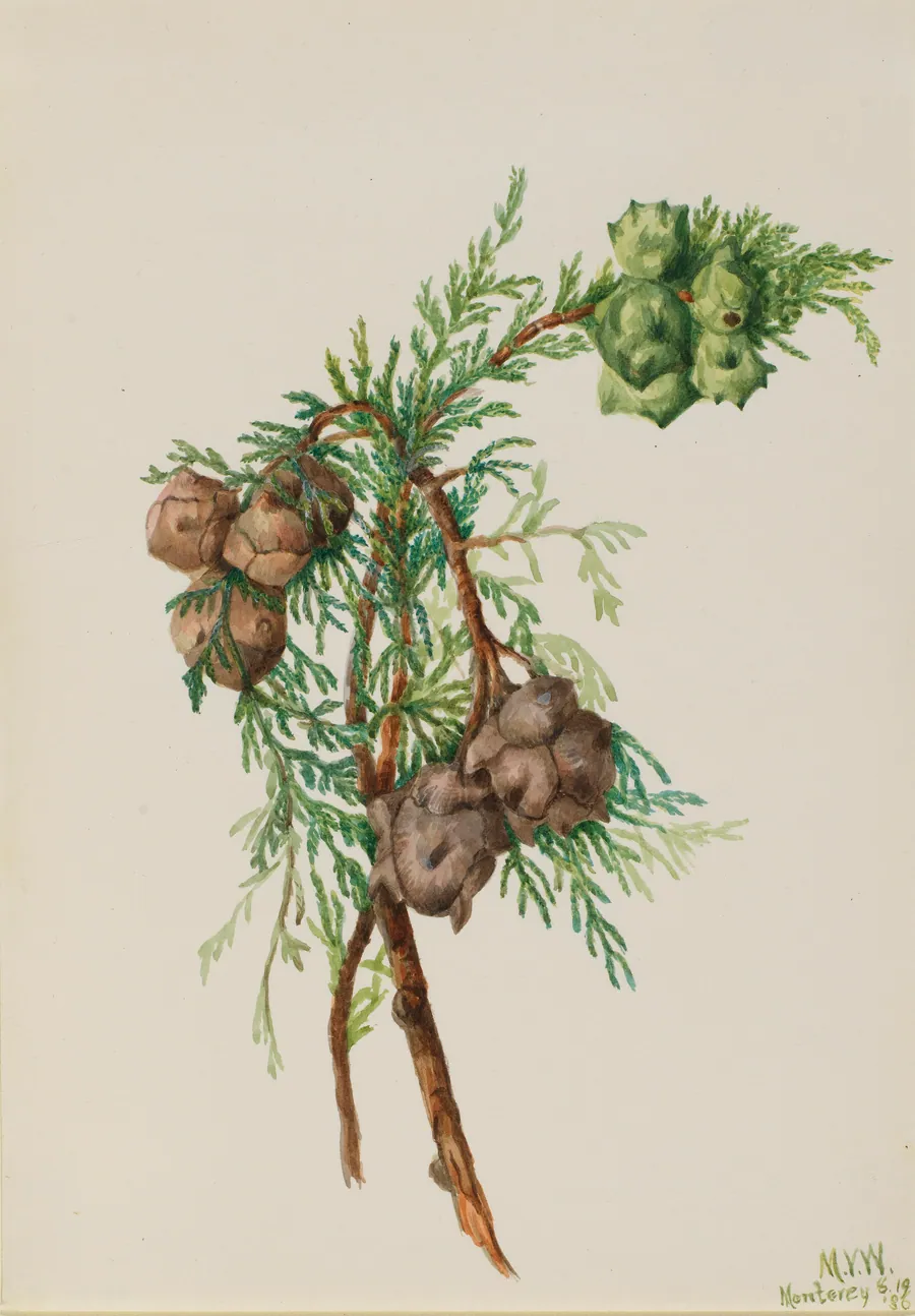 Monterey Cypress (Cupressus macrocarpa) by Mary Vaux Walcott, born Philadelphia, PA 1860-died St. Andrews, New Brunswick, Canada 1940