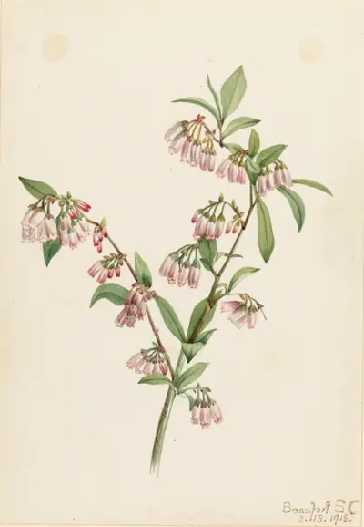 Pineland Blueberry (Vaccinium tenellum)