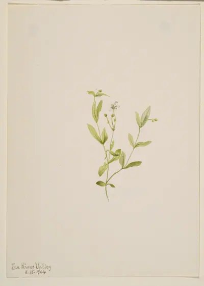 Moehringia laberiflora