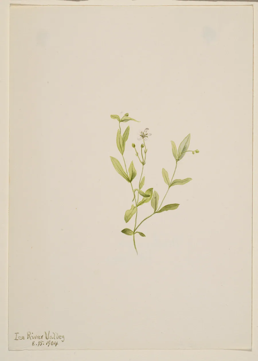Moehringia laberiflora by Mary Vaux Walcott, born Philadelphia, PA 1860-died St. Andrews, New Brunswick, Canada 1940