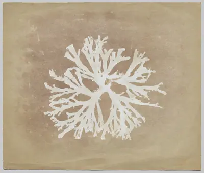 Algae