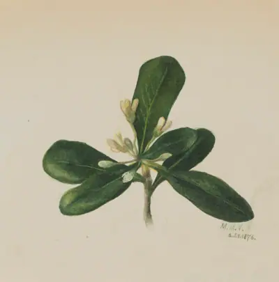 (Untitled--Flower Study)
