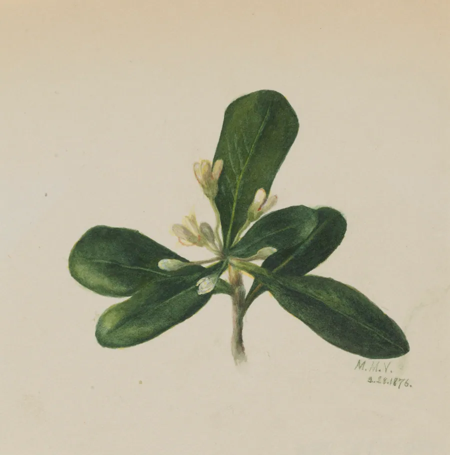 (Untitled--Flower Study) by Mary Vaux Walcott, born Philadelphia, PA 1860-died St. Andrews, New Brunswick, Canada 1940