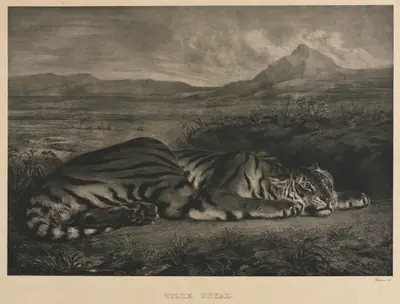 Tigre Royal
