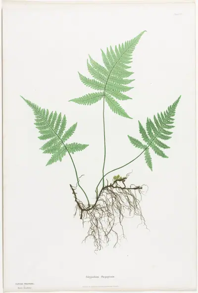 Ferns of Great Britain and Ireland:  Polypodium Phegopteris