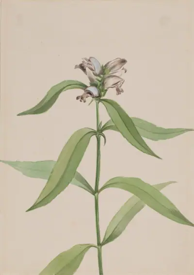 Turtlehead (Chelone glabra)