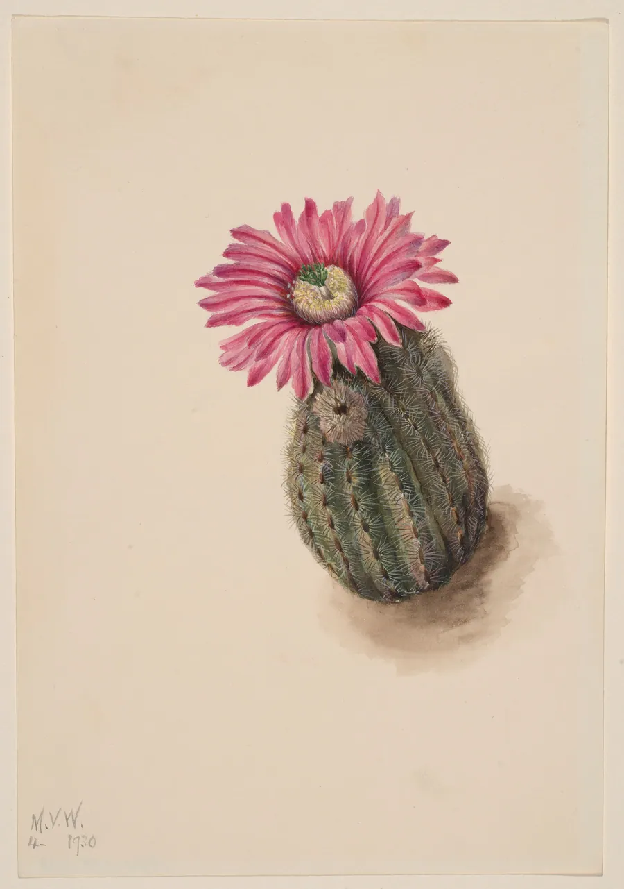 Turkeyhead Cactus (Echinocerus perbellus) by Mary Vaux Walcott, born Philadelphia, PA 1860-died St. Andrews, New Brunswick, Canada 1940