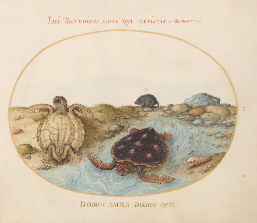 Plate 1: Two Loggerhead or Green Sea Turtles, a Muskrat, and Shells by Joris Hoefnagel
