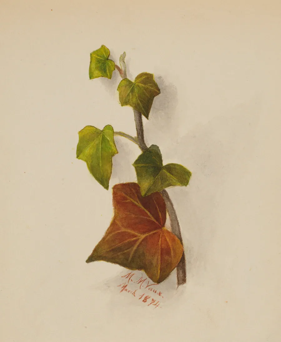 Untitled (Ivy) by Mary Vaux Walcott, born Philadelphia, PA 1860-died St. Andrews, New Brunswick, Canada 1940