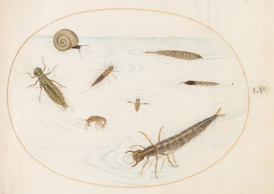 Plate 55: Aquatic Insects and Invertebrates, Including a Snail by Joris Hoefnagel