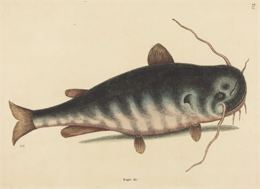 The Cat Fish (Silurus catus) by Mark Catesby