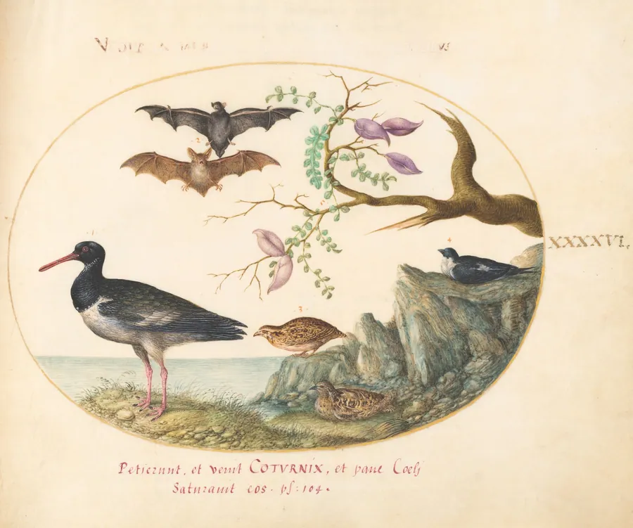 Plate 46: Bats, Quail, and Oystercatcher(?) by the Water by Joris Hoefnagel