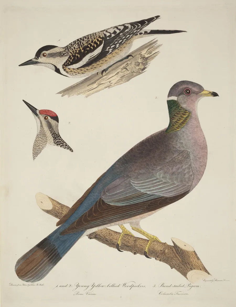 Young Yellow-bellied Woodpeckers and Band-tailed Pigeon by Alexander Lawson
