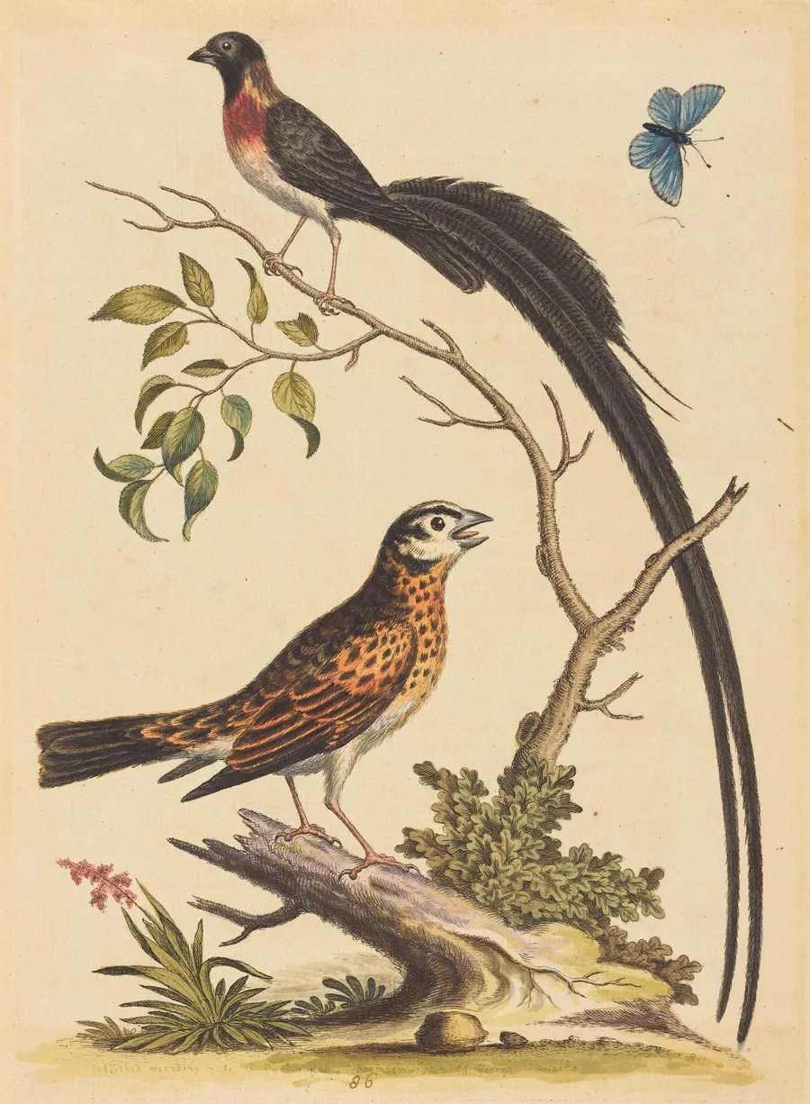 Two Birds, One with Very Long Tailfeathers, and Blue Butterfly by George Edwards