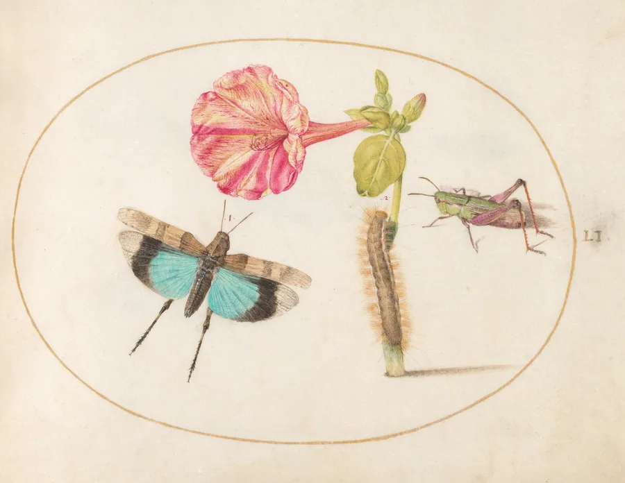 Plate 51: Grasshoppers and a Caterpillar with a Four O'Clock Flower by Joris Hoefnagel