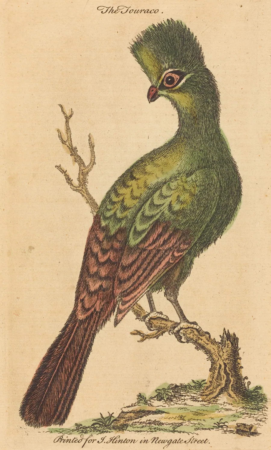 The Touraco Bird by British 18th Century