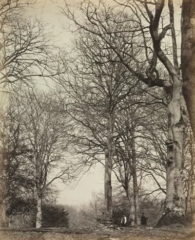 Queen Adelaide's Beech
