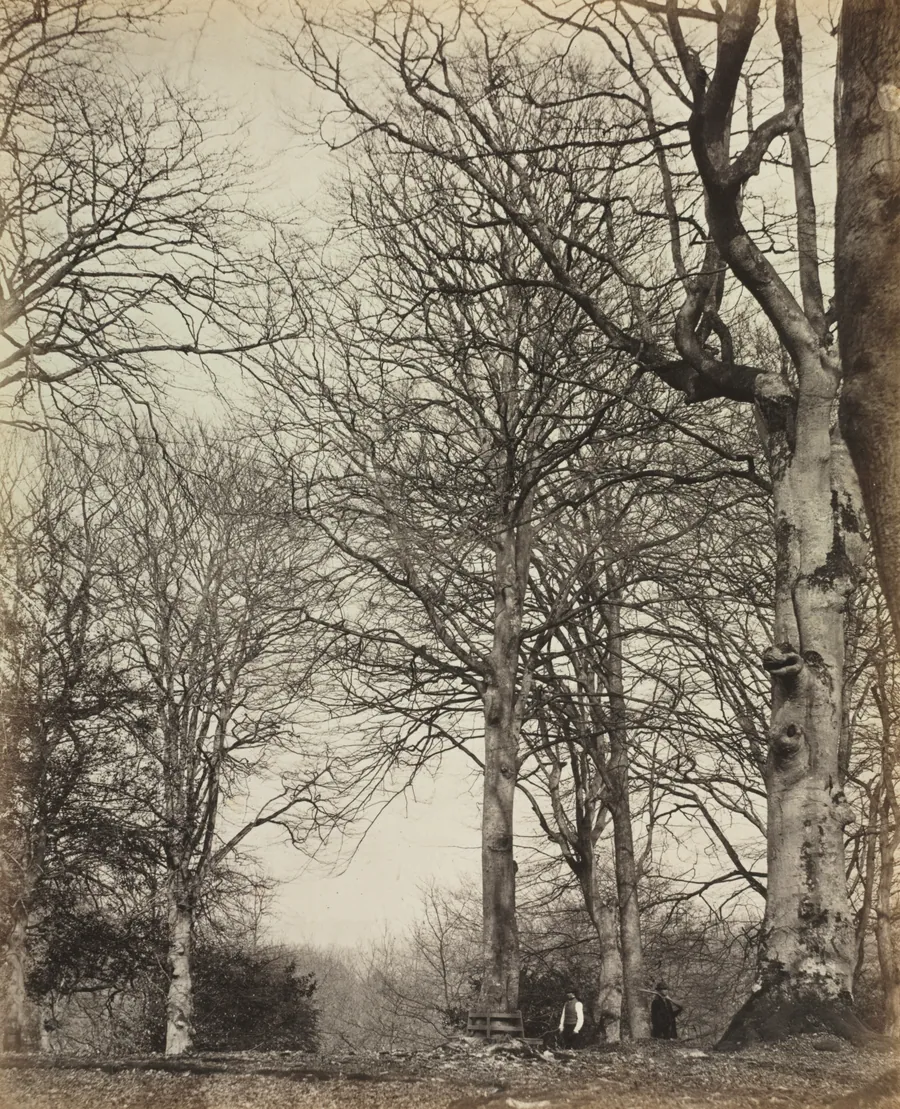 Queen Adelaide's Beech by James Sinclair, 14th Earl of Caithness