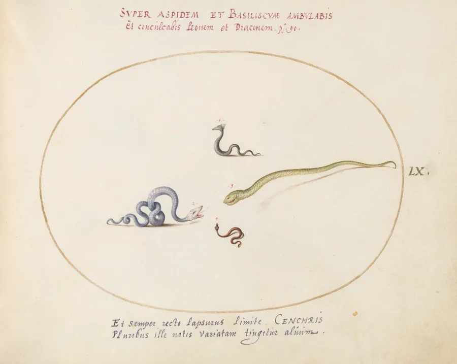 Plate 60: Four Small Snakes by Joris Hoefnagel