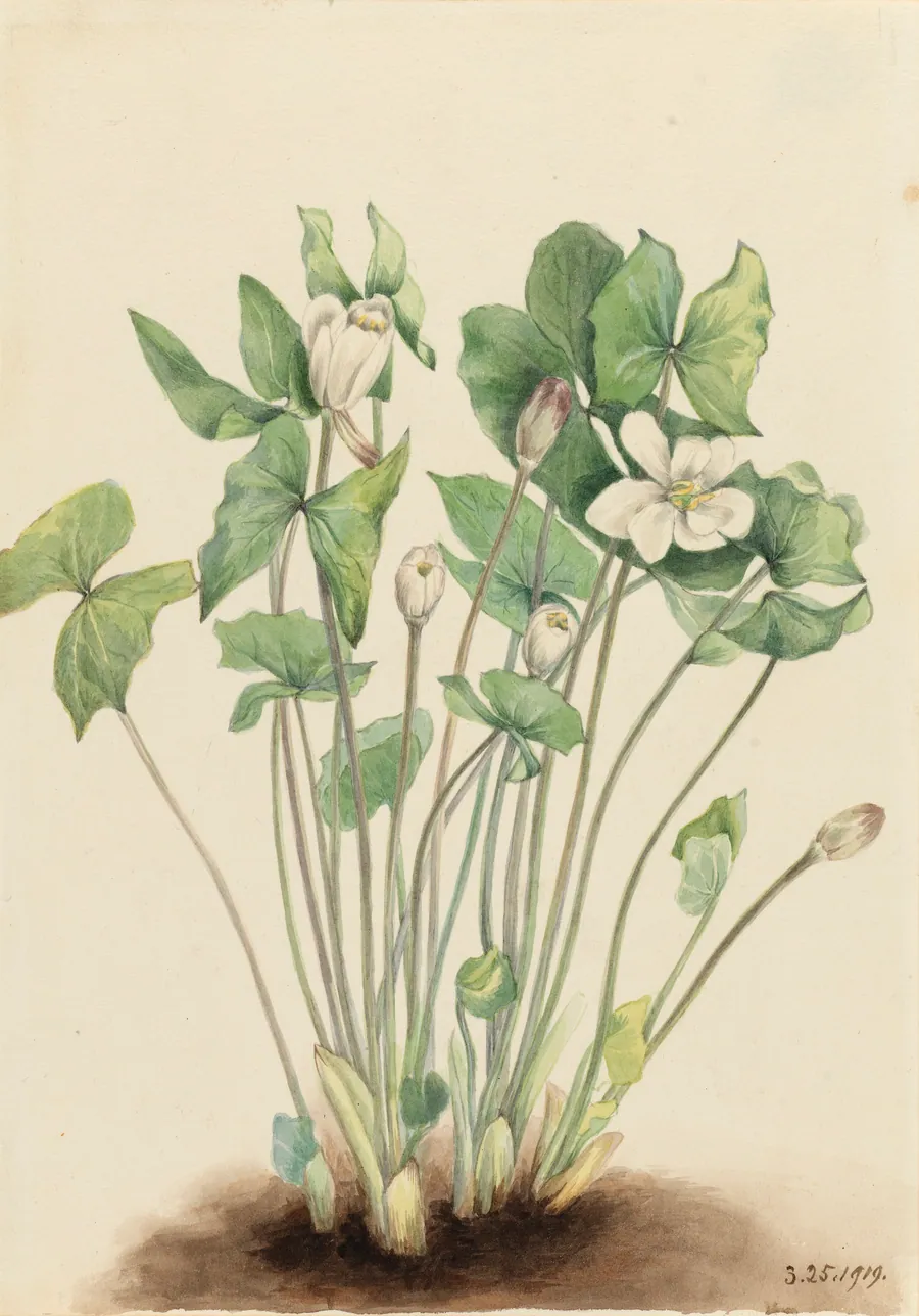 Twinleaf (Jeffersonia diphylla) by Mary Vaux Walcott, born Philadelphia, PA 1860-died St. Andrews, New Brunswick, Canada 1940