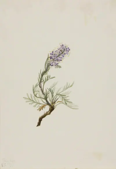 Gray Phacelia (Phacelia sericea)