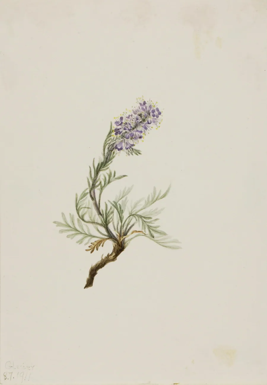 Gray Phacelia (Phacelia sericea) by Mary Vaux Walcott, born Philadelphia, PA 1860-died St. Andrews, New Brunswick, Canada 1940