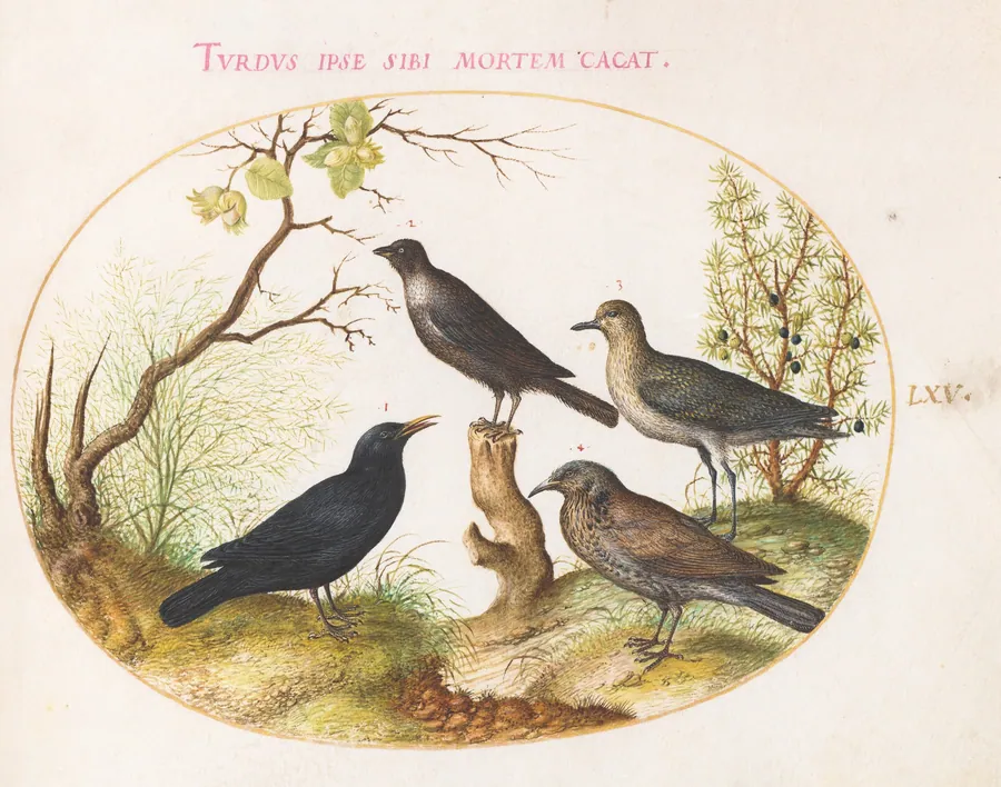Plate 65: Thrushes and Other Birds by Joris Hoefnagel