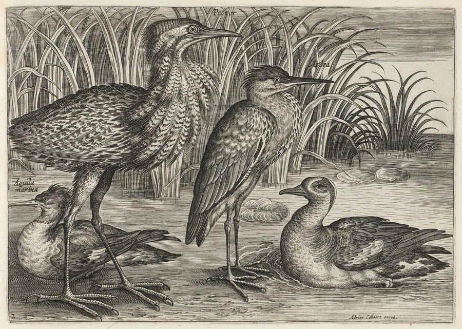 Sawbill, Bittern, Heron and Teal by Adriaen Collaert
