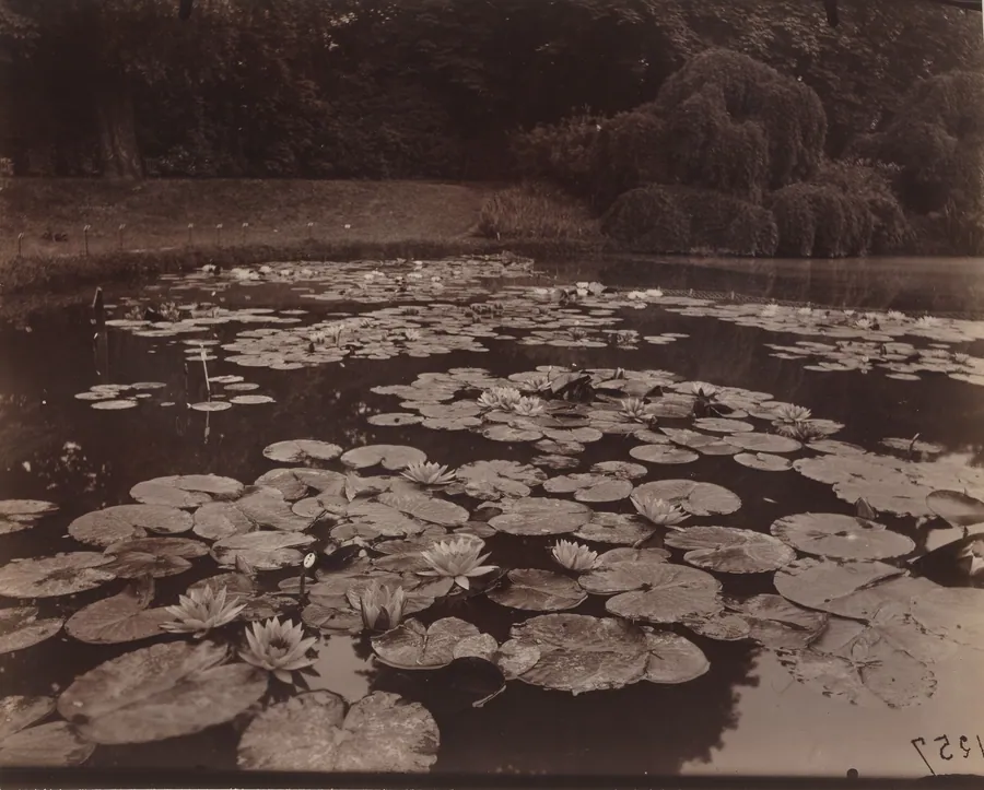 Nymphéas (Bagatelle) by Eugène Atget