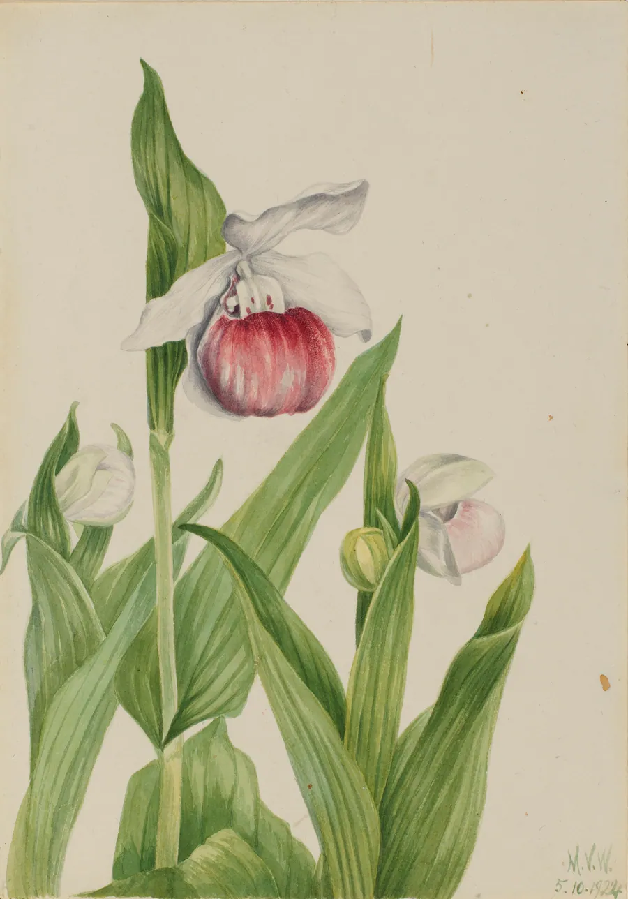 Showy Lady's Slipper (Cypripedium reginae) by Mary Vaux Walcott, born Philadelphia, PA 1860-died St. Andrews, New Brunswick, Canada 1940