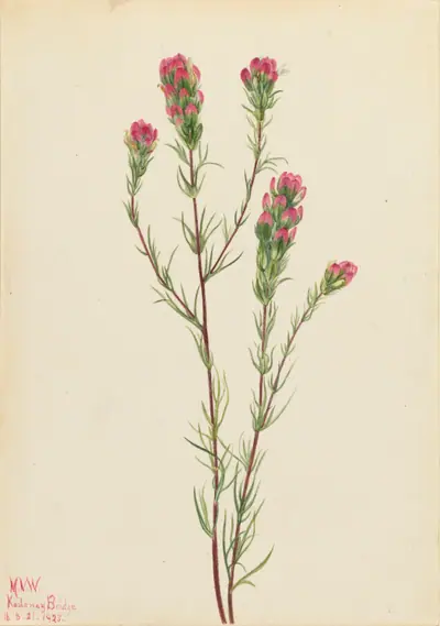 Owl-clover (Orthocarpus tenuifolius)