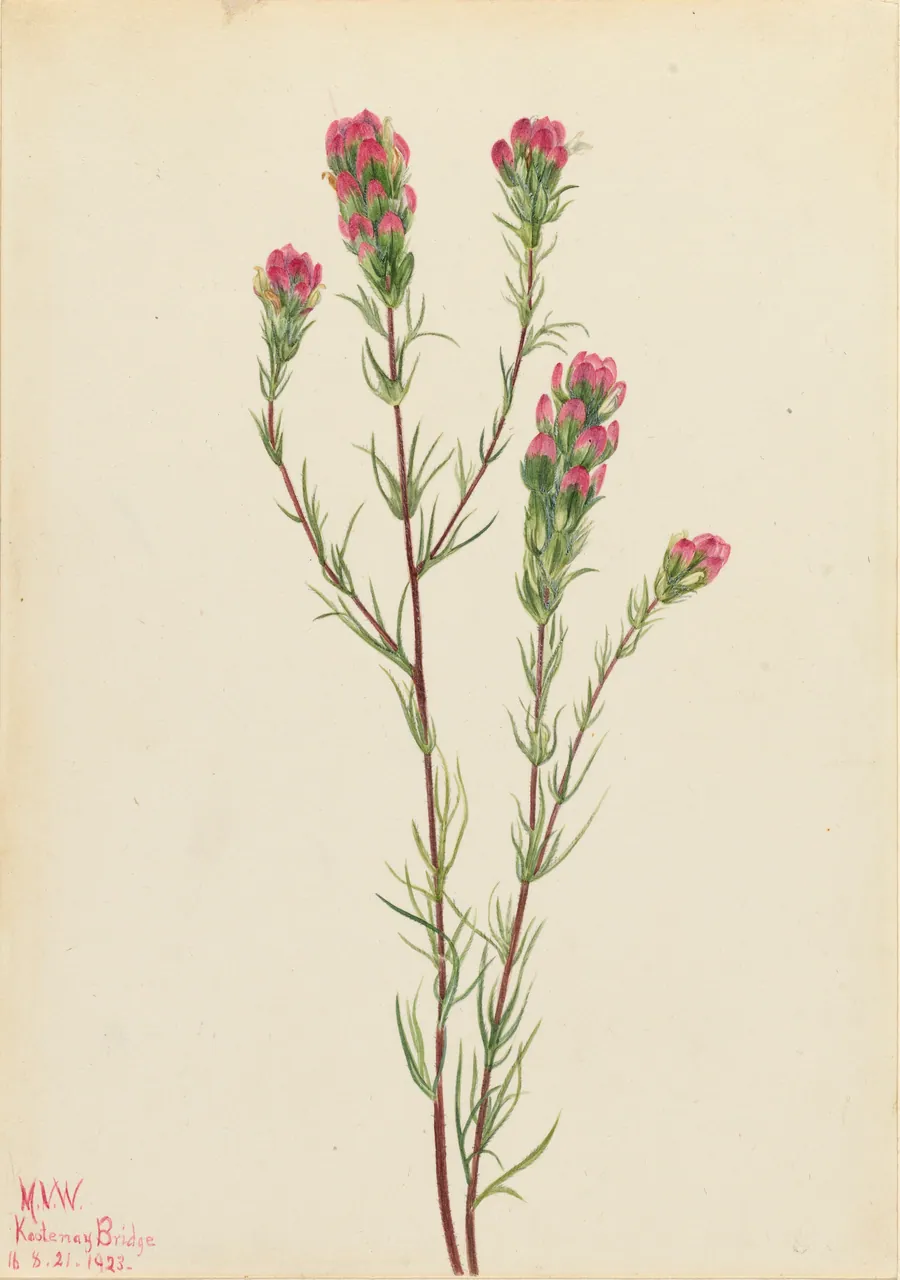 Owl-clover (Orthocarpus tenuifolius) by Mary Vaux Walcott, born Philadelphia, PA 1860-died St. Andrews, New Brunswick, Canada 1940