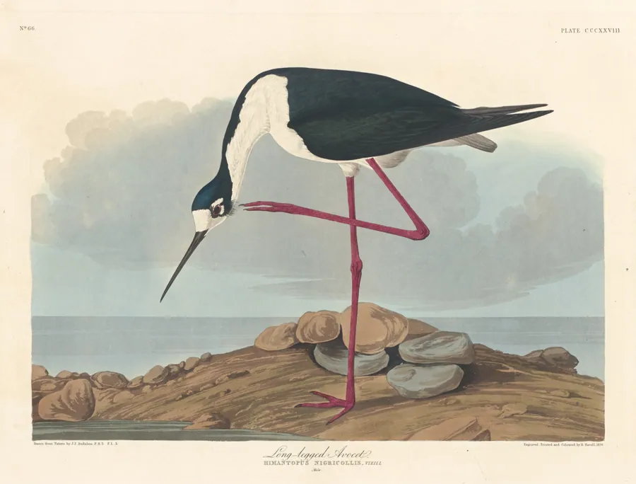 Long-legged Avocet by Robert Havell, Jr.